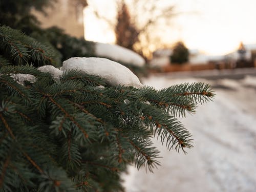 有关冬季, 天性, 景深的免费素材图片
