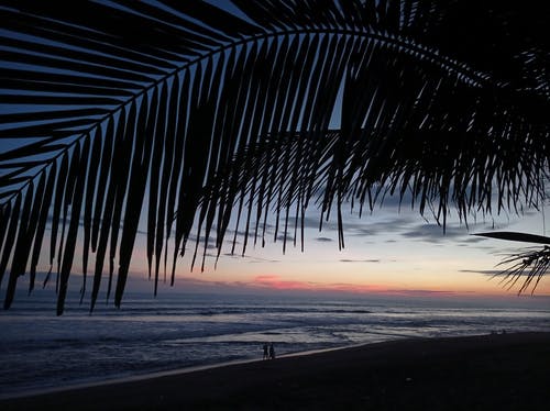 有关剪影, 天性, 日出的免费素材图片