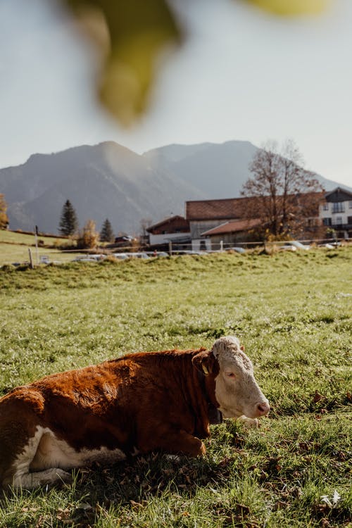 棕色和白色的牛，在绿色的草地上 · 免费素材图片
