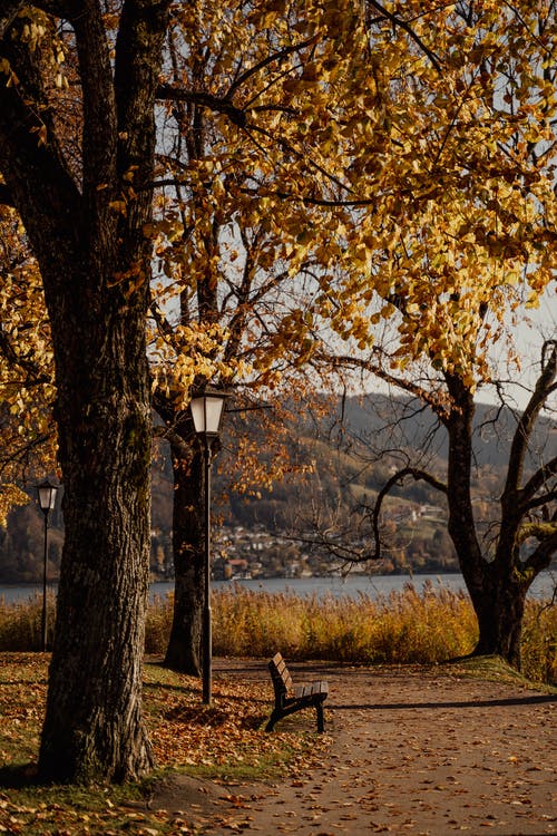 秋树旁的木凳 · 免费素材图片
