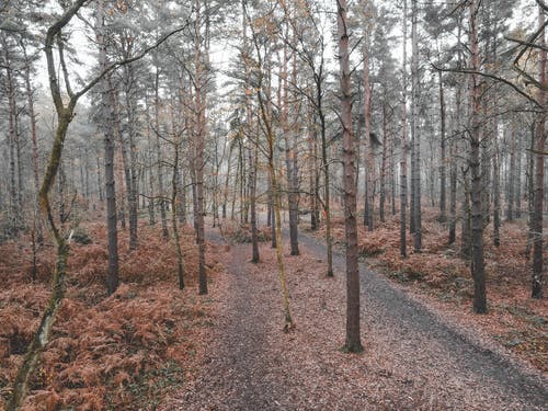 有关下落, 不变, 人行道的免费素材图片