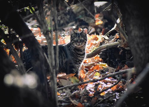 有关下落, 乾的, 侧面图的免费素材图片