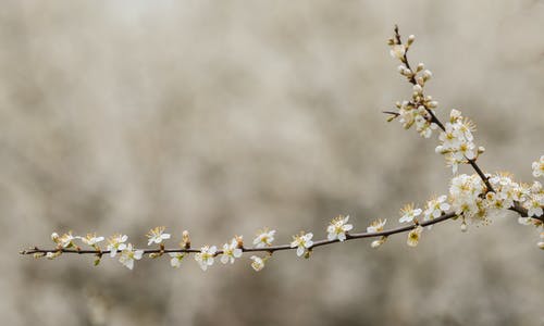 有关增长, 天性, 微妙的免费素材图片