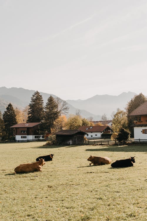 布朗和白马在布朗和白宫附近的绿色草地上 · 免费素材图片