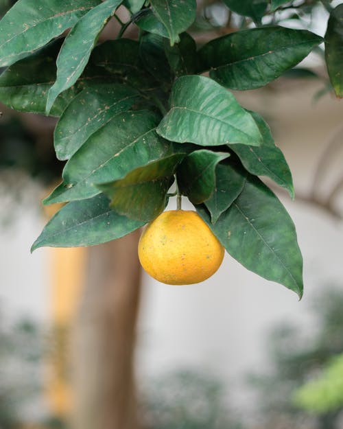 有关垂直拍摄, 干, 户外的免费素材图片