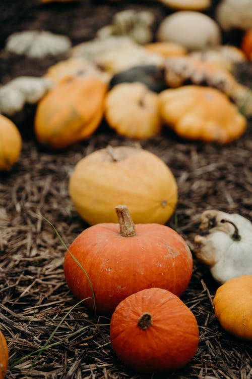 棕色干草上的橙色南瓜 · 免费素材图片