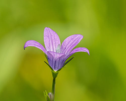 有关户外, 植物群, 模糊的背景的免费素材图片