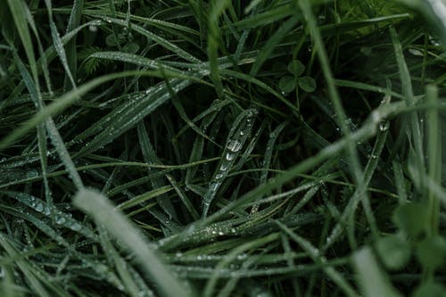 绿草上的水露 · 免费素材图片