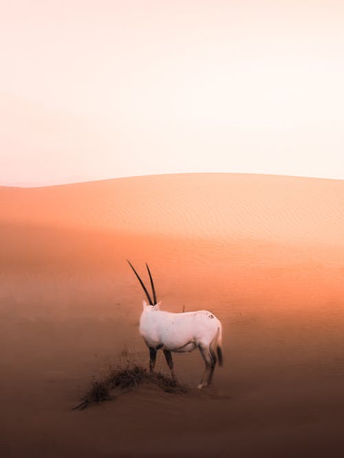羚羊属在沙漠中的白色羚羊 · 免费素材图片