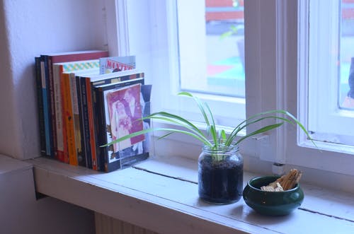 书旁边黑色陶瓷壶上的绿色植物 · 免费素材图片
