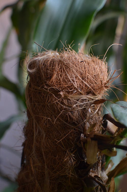 布朗干草在关闭摄影 · 免费素材图片