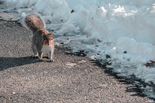 有关可爱, 哺乳动物, 囓齿动物的免费素材图片