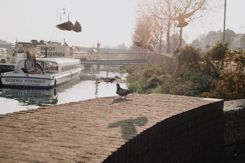 有关birds_flying, 户外, 早上的免费素材图片