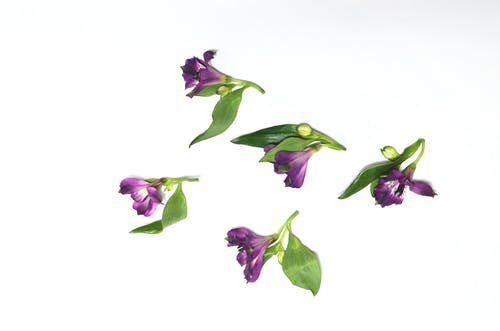 紫色和白色的花，绿色的叶子 · 免费素材图片