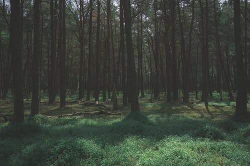 有关forestpark, 天性, 森林的免费素材图片