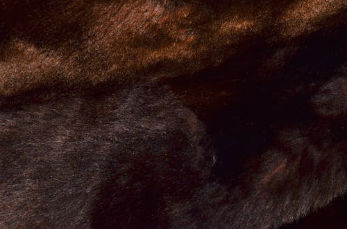 黑色和棕色皮草纺织 · 免费素材图片
