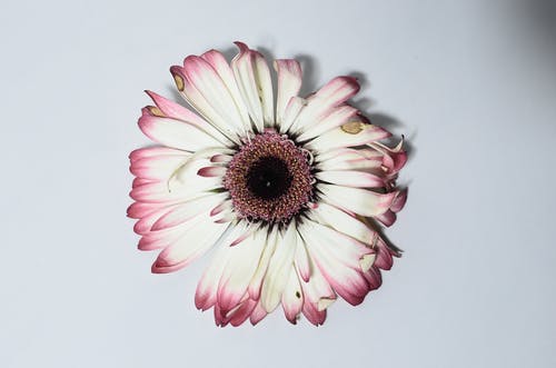 粉色和白色的花，在关闭了摄影 · 免费素材图片