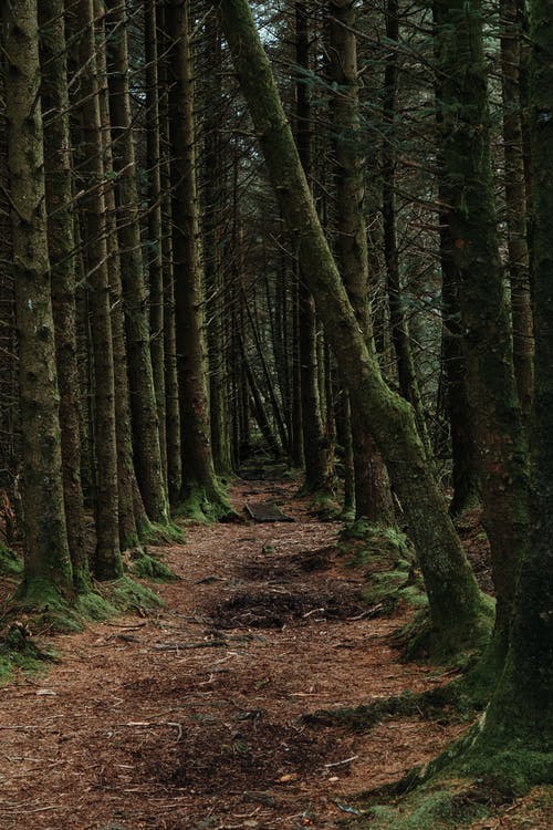 有关垂直拍摄, 坏心情, 天性的免费素材图片