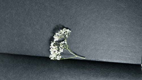 黑色纺织上的白花 · 免费素材图片