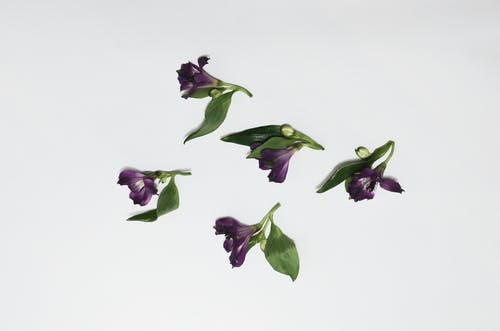 紫色的花蕾，白色背景 · 免费素材图片