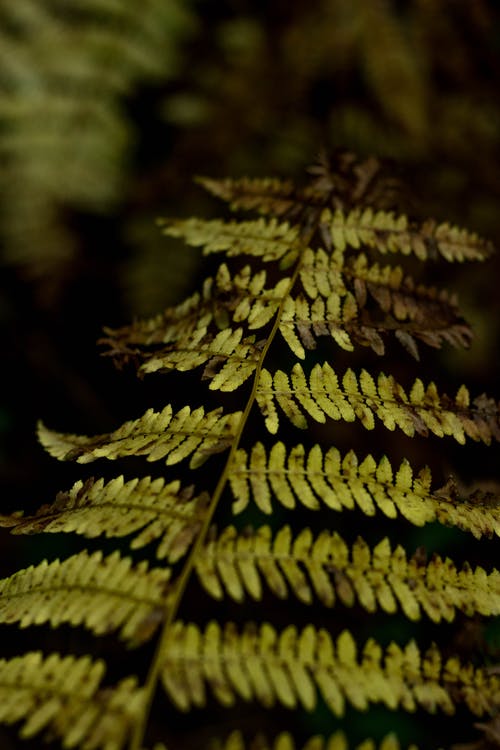 有关垂直拍摄, 户外, 浅焦点的免费素材图片