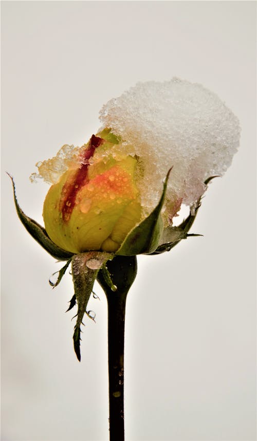 有关微妙, 植物群, 特写的免费素材图片