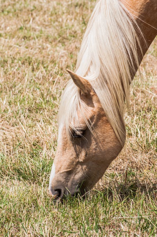 有关动物, 吃, 哺乳动物的免费素材图片