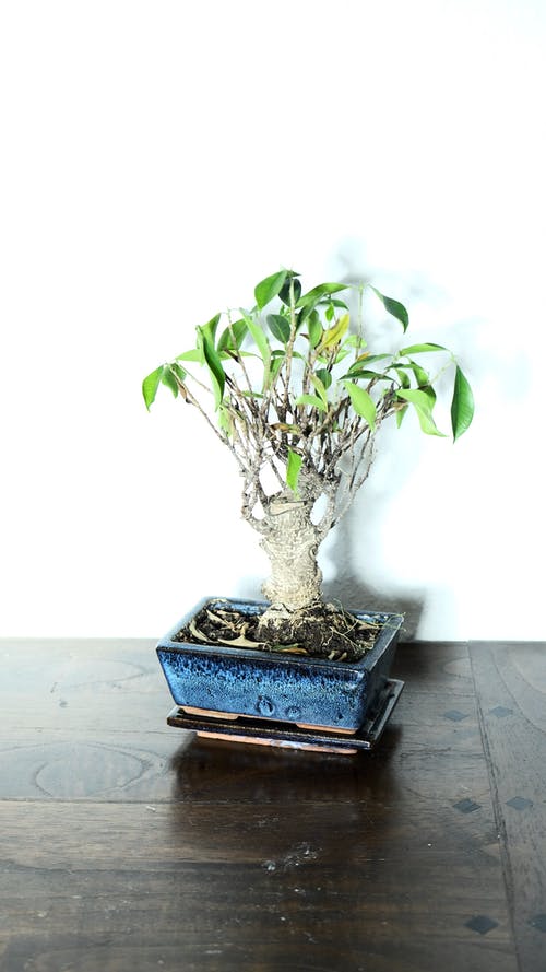 蓝色的陶瓷锅上的绿色植物 · 免费素材图片