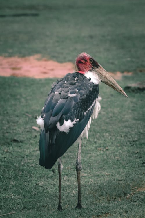 有关ciconiidae, 动物, 动物园的免费素材图片