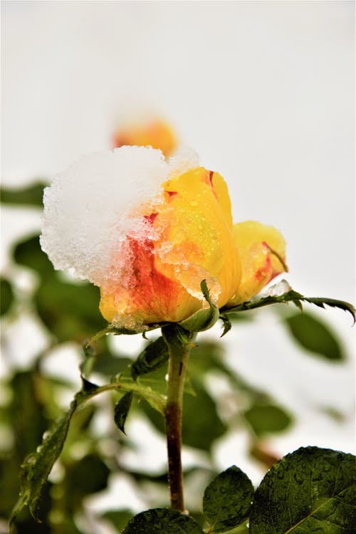 有关倾斜射击, 微妙, 植物群的免费素材图片