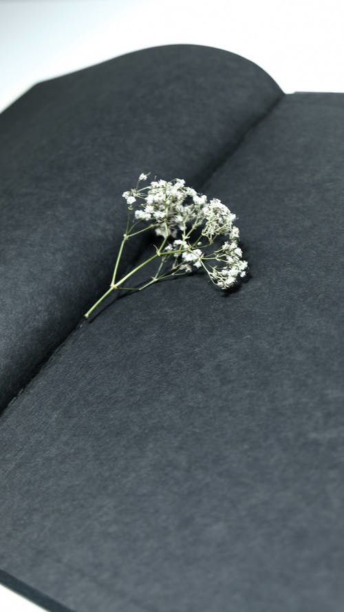 黑色纺织上的白花 · 免费素材图片