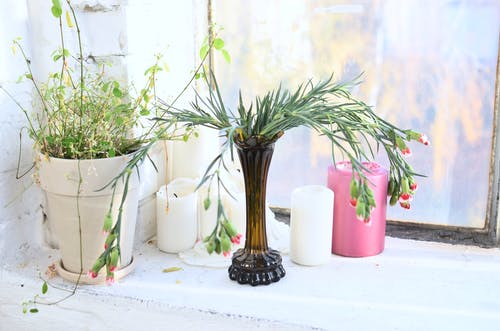 黑色玻璃花瓶上的绿色植物 · 免费素材图片