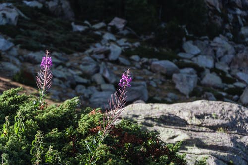 在山区地形附近的石头上生长的野花 · 免费素材图片
