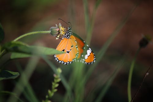 有关侧面图, 宏观, 帝王蝶的免费素材图片