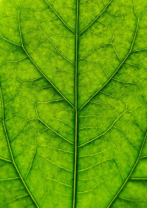 有关光合作用, 叶绿素, 极端的特写的免费素材图片