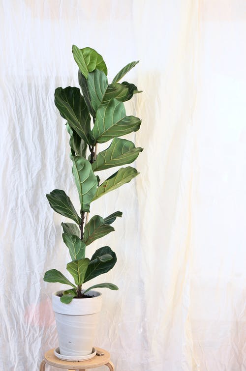 白色纺织品上的绿色植物 · 免费素材图片