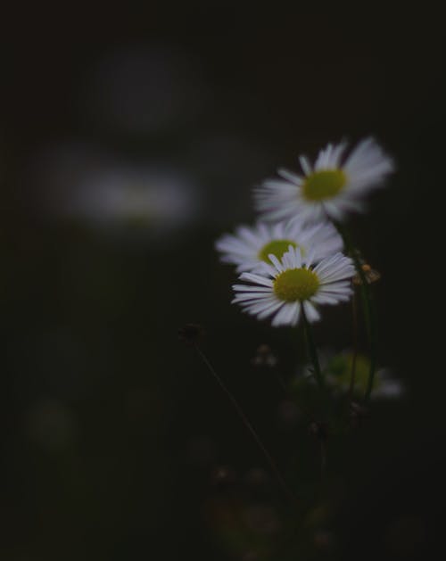 有关喜怒无常, 垂直拍摄, 植物群的免费素材图片