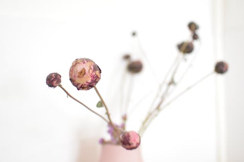 粉色移轴镜头的花蕾 · 免费素材图片