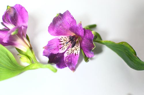 白色表面上的紫色花 · 免费素材图片