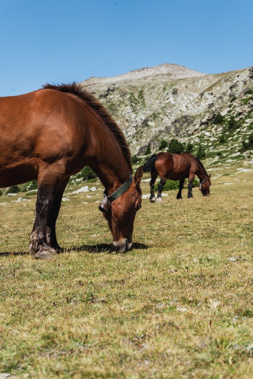 在阳光明媚的日子在山谷里放牧的可爱马匹 · 免费素材图片