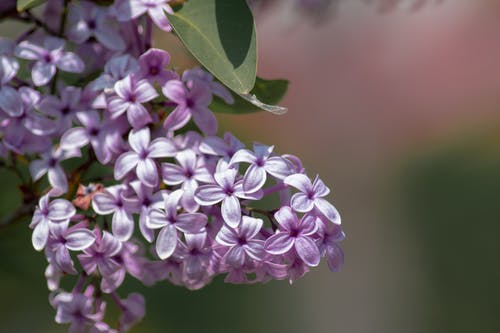 有关植物群, 浅焦点, 紫色的免费素材图片