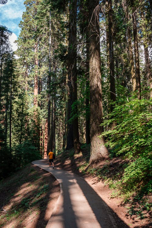 匿名旅行者在森林里的狭窄小径上行走 · 免费素材图片