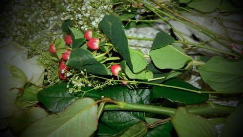 绿色的叶子上的红色圆形水果 · 免费素材图片