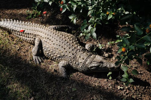有关动物, 危险, 捕食者的免费素材图片