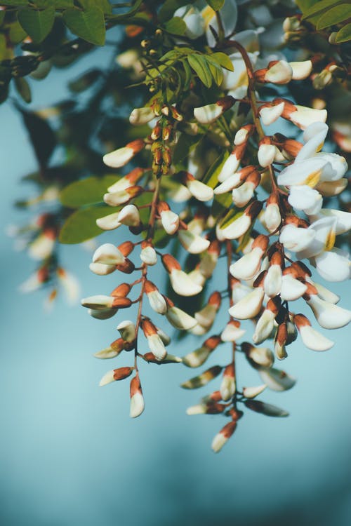 有关垂直拍摄, 植物群, 浅焦点的免费素材图片