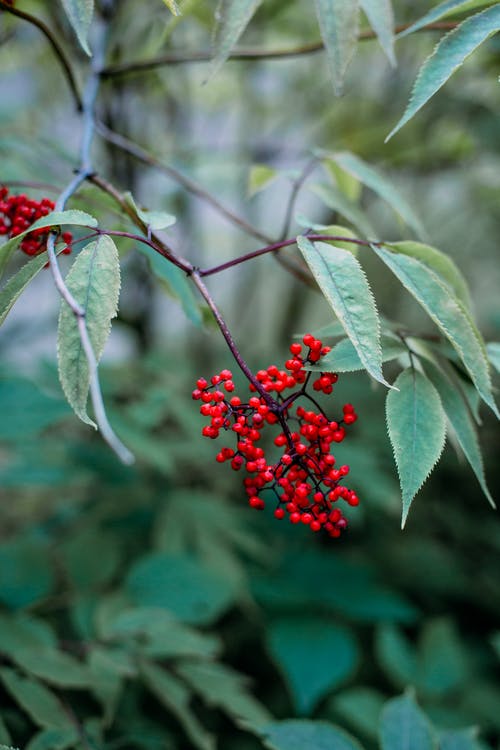 有关rowanberry, 垂直拍摄, 新鮮的免费素材图片