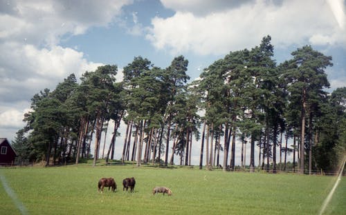 棕色的母牛，在绿色的田野，绿色的树木，在蓝蓝的天空下包围 · 免费素材图片
