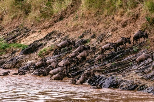 有关gnu, 养护, 冒险的免费素材图片