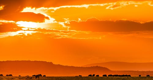 有关全景, 冷静, 剪影的免费素材图片