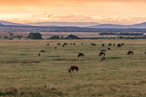 有关gnu, 一群动物, 动物学的免费素材图片